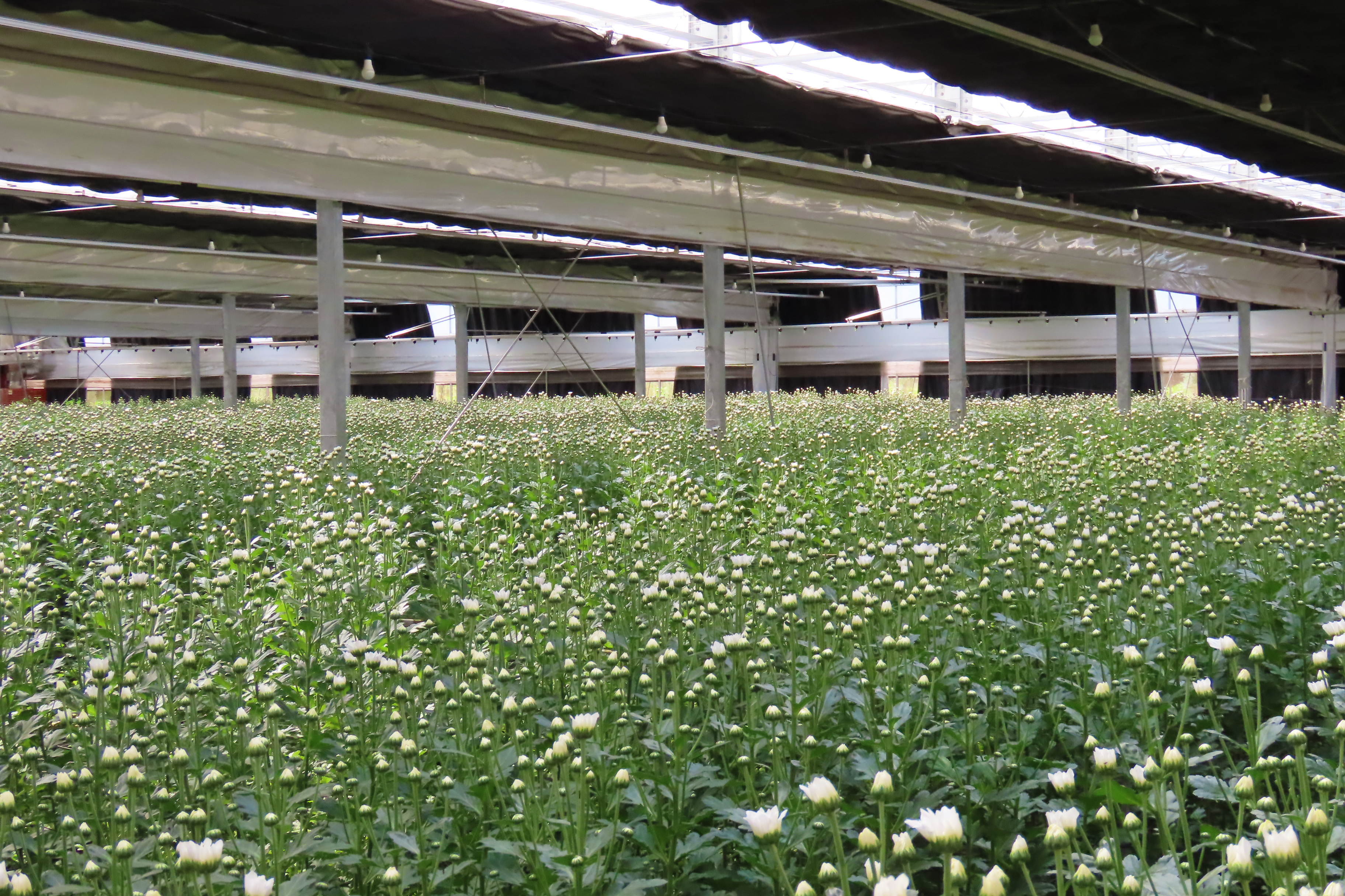 ハウスの中で美しく咲く菊